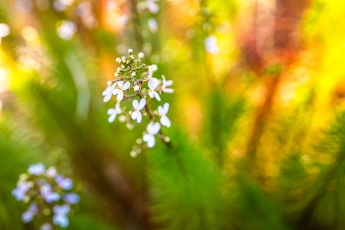 Closeup of small white flowers with a blurred background. - Australian Stock Image