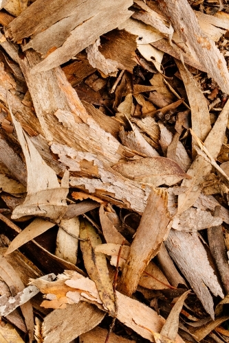Closeup of tree bark and leaf litter