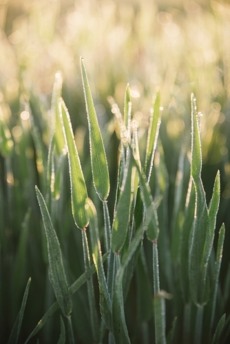 Closeup pf cereal crop at ear peep in the Wheatbelt of Western Australia - Australian Stock Image