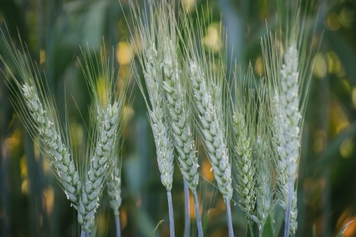 Closeup pf wheat cereal crop at flowering in the Wheatbelt of Western Australia - Australian Stock Image