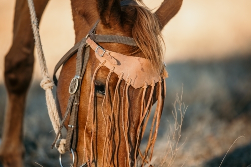 Closeup shot of Brown Horse with Tasselled Browband - Australian Stock Image