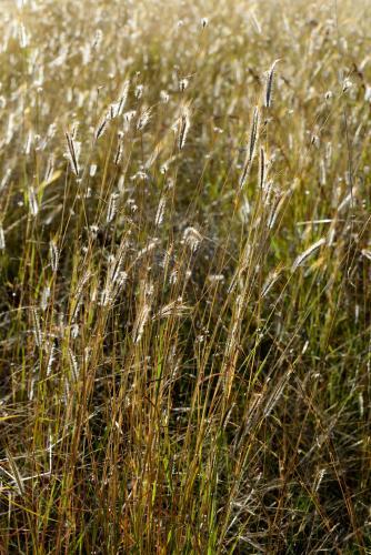 Closeup shot of grasses with cream backlit seedheads - Australian Stock Image