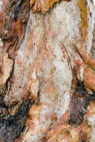 Closeup shot of new growth and  heavily textured, colourful burnt tree trunk - Australian Stock Image