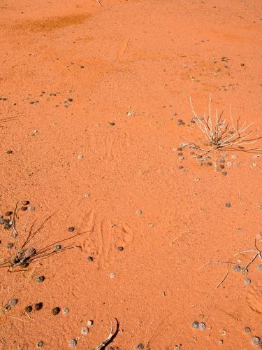 Closeup shot of orange desert sand with kangaroo prints, seeds and dried grass - Australian Stock Image