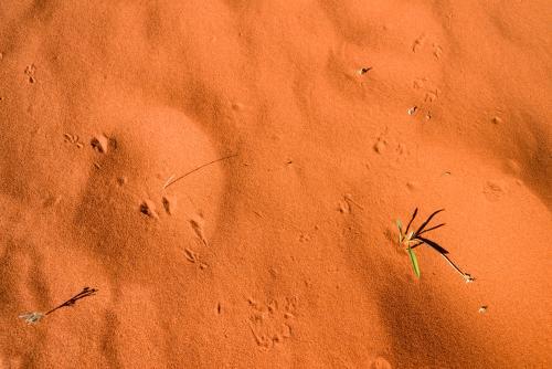 Closeup shot of smooth deep orange desert sands with green grass