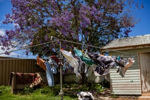 Clothing of different colours, dry in the wind on a hills hoist clothes line on by a jacaranda tree.
