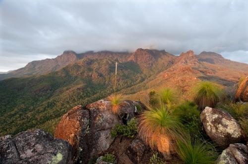 Cloud covered peak at sunrise with grass trees in foreground - Australian Stock Image