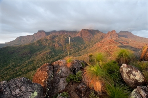 Cloud covered peak at sunrise with grass trees in foreground