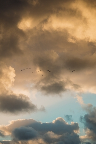 Clouds with flock of birds flying at sunset - Australian Stock Image