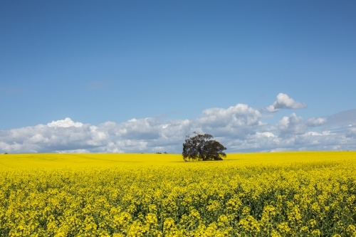 Cloudy Canola seeds - Australian Stock Image