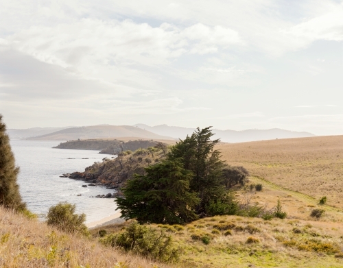 Cloudy sky over low grassland in public coastal nature reserve with pine trees in foreground - Australian Stock Image