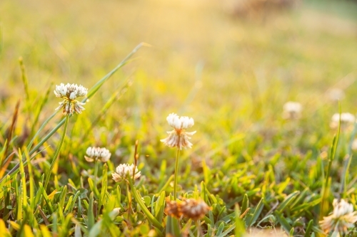 Clover flowers growing in backyard lawn in golden afternoon light - Australian Stock Image