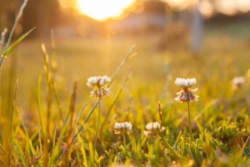 Clover flowers growing in backyard lawn in golden afternoon light - Australian Stock Image