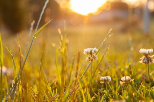 Clover flowers growing in backyard lawn in golden afternoon light - Australian Stock Image