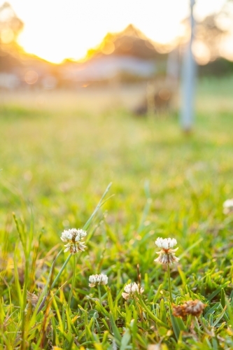 Clover flowers growing in backyard lawn in golden afternoon light - Australian Stock Image