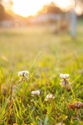 Clover flowers growing in backyard lawn in golden afternoon light - Australian Stock Image