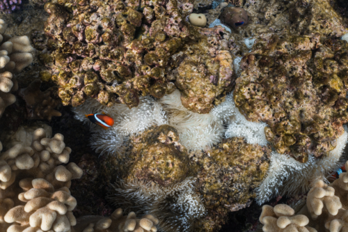 Clown fish on the Great Barrier Reef - Australian Stock Image