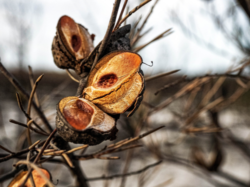 Cluster of banksia seed pods  blackened after a bushfire - Australian Stock Image