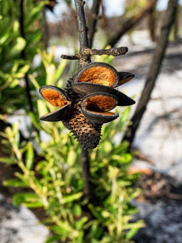 cluster of banksia seed pods  blackened after a bushfire with new growth - Australian Stock Image