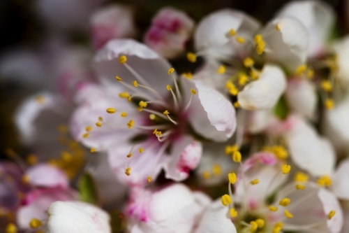 Cluster of blossoms up close - Australian Stock Image
