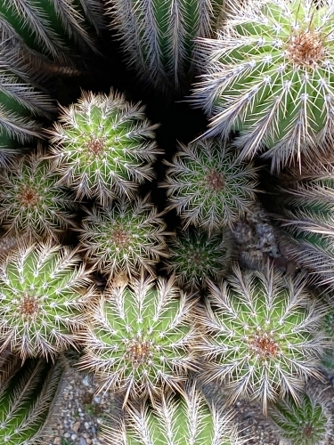 Cluster of Cacti from above