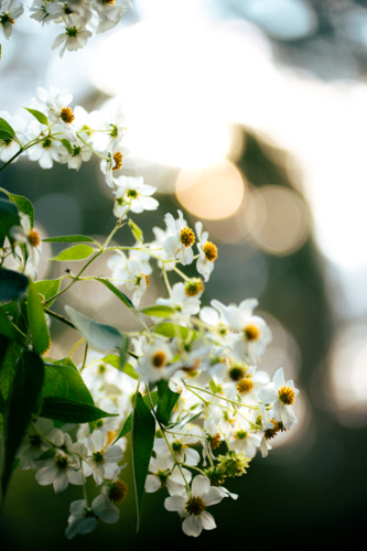 Cluster of delicate white wildflowers in Rhod gardens - Australian Stock Image