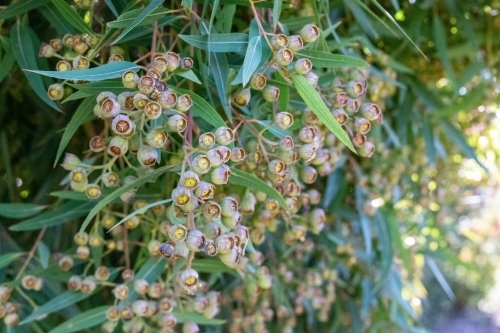 Cluster of gum nuts on eucalyptus tree