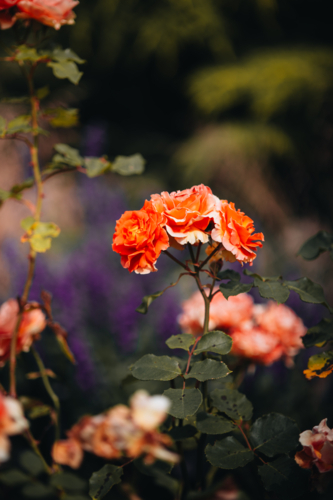 Cluster of mini roses blooming in a garden - Australian Stock Image