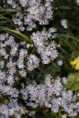 Cluster of purple daisies blooming in lush greenery - Australian Stock Image