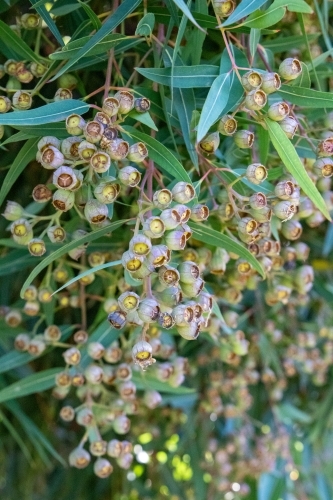 Cluster of seed pods on angophora tree - Australian Stock Image