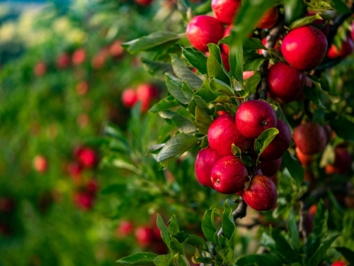 Cluster of shiny red apples on the tree in the orchard - Australian Stock Image