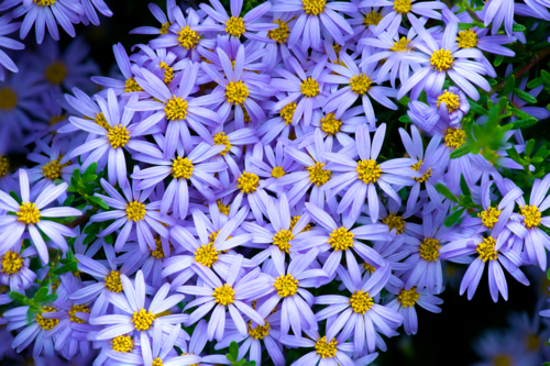 Cluster of vivid purple daisy-like flowers in full bloom. - Australian Stock Image
