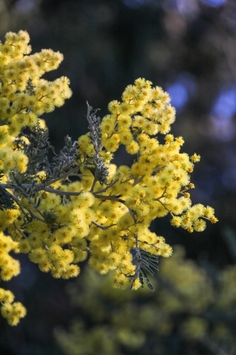 Cluster of wattle flowers - Australian Stock Image