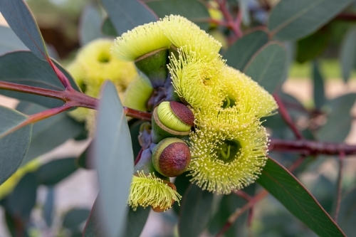 Cluster of yellow eucalyptus flowers - Australian Stock Image