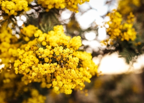 Cluster of yellow wattle flowers on a tree in the afternoon