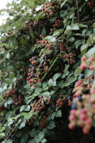 Clusters of blackberries hang from thorny stems - Australian Stock Image