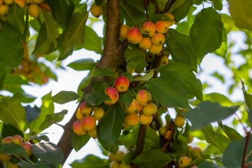 Clusters of red and yellow apples on tree