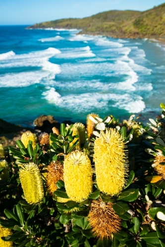 Coast Banksia and Beach - Australian Stock Image
