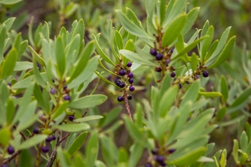 Coast beard heath with fruit - Australian Stock Image