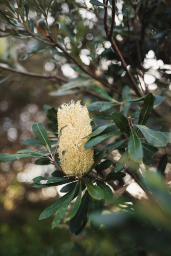 coastal banksia flowering in bush - Australian Stock Image