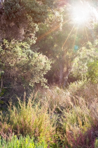 Coastal bush and grass with sun flare