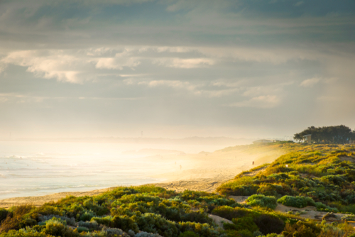 Coastal dune vegetation lit by soft golden light as mist rolls over a quiet beach - Australian Stock Image