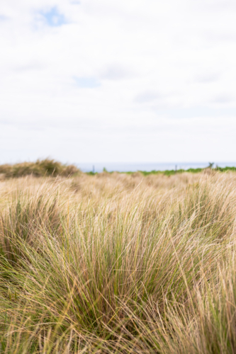 Coastal grass on cloudy day - Australian Stock Image