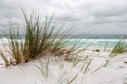coastal grasses growing in sand dunes at a surf beach