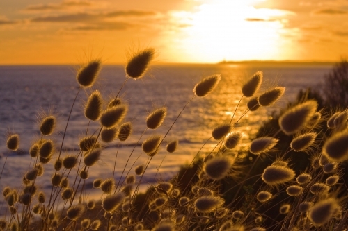 Coastal grasses in front of a golden sunset over Port Phillip bay - Australian Stock Image