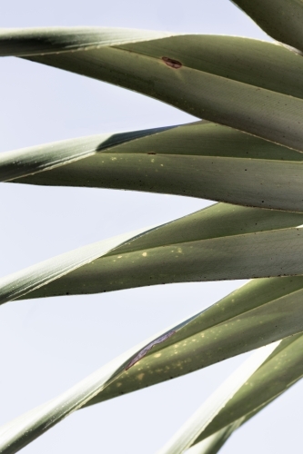 Coastal pandanus palm leaves close-up