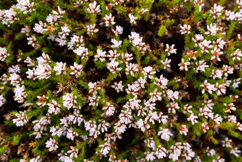 Coastal shrub covered in small white flowers - Australian Stock Image