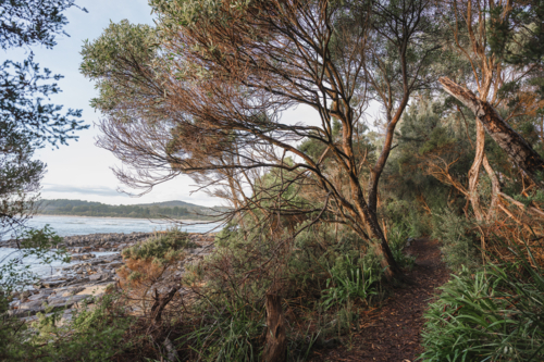 Coastal track at Greens beach - Australian Stock Image