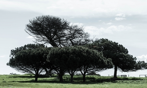 coastal trees shaped by the strong winds - Australian Stock Image