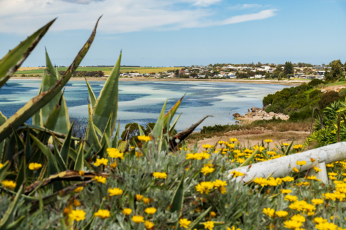 Coastal View with Yellow Flowers and Point Turton in distance - Australian Stock Image